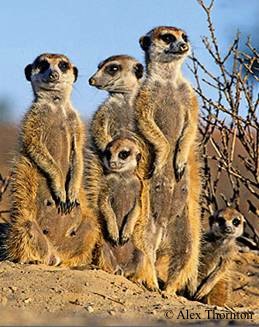 Thornton_Meerkats